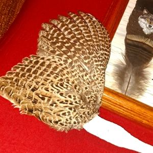 Pheasant feathers